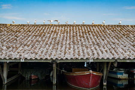 Many seagull standing on a house roof at Giethoorn, Netherlandsのeditorial素材