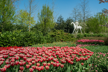 Super colorful tulips blossom in the famous Keukenhof at Netherlandsのeditorial素材