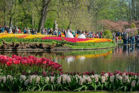 Lisse, APR 21: Super colorful tulips blossom on APR 21, 2018 at Keukenhof, Lisse, Netherlandsのeditorial素材