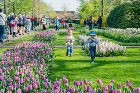 Lisse, APR 21: Super colorful tulips blossom on APR 21, 2018 at Keukenhof, Lisse, Netherlandsのeditorial素材