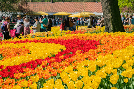 Lisse, APR 21: Super colorful tulips blossom on APR 21, 2018 at Keukenhof, Lisse, Netherlandsのeditorial素材