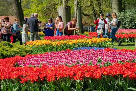 Lisse, APR 21: Super colorful tulips blossom on APR 21, 2018 at Keukenhof, Lisse, Netherlandsのeditorial素材