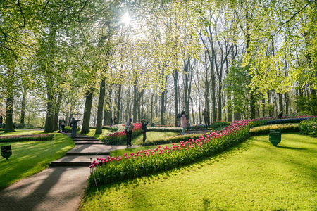 Lisse, APR 21: Super colorful tulips blossom in the famous Keukenhof on APR 21, 2018 at Keukenhof, Lisse, Netherlandsのeditorial素材