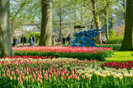 Lisse, APR 21: Super colorful tulips blossom  on APR 21, 2018 at Keukenhof, Lisse, Netherlandsのeditorial素材