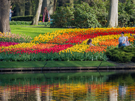 Lisse, APR 21: Super colorful tulips blossom  on APR 21, 2018 at Keukenhof, Lisse, Netherlandsのeditorial素材