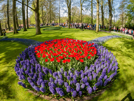 Lisse, APR 21: Super colorful tulips blossom on APR 21, 2018 at Keukenhof, Lisse, Netherlandsのeditorial素材