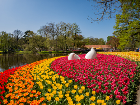 Super colorful tulips blossom in the famous Keukenhof at Netherlandsの写真素材