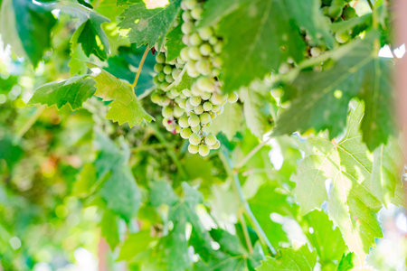 Green grapes hanging on the tree at Los Angeles
