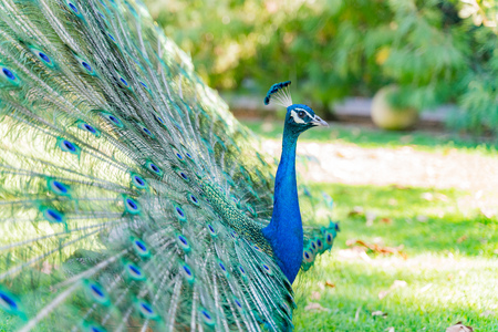 Close up shot of a beautiful peacock showing his fan, shot at Los Angelesの写真素材