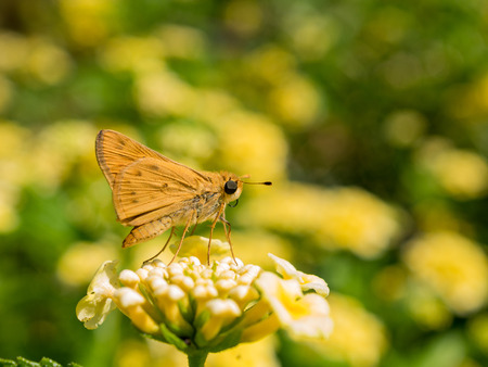 Close up shot of the Ampittia dioscorides working on a yellow flower at Los Angelesの写真素材