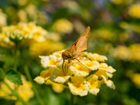 Close up shot of the Ampittia dioscorides working on a yellow flower at Los Angeles