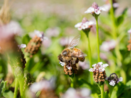 Close up shot of bee working hard on sawtooth fogfruit at Los Angeles