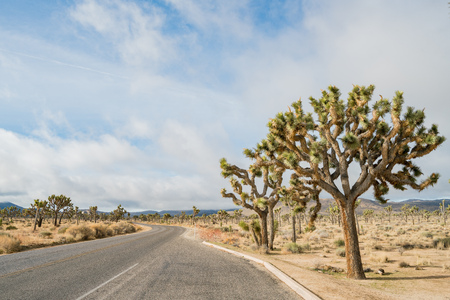 Beautiful landscape with Joshua tree, mountain, rocks at Joshua Tree National Park, Californiaの写真素材