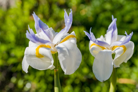 Close up shot of Sapnish iris blossom at Los Angeles, California