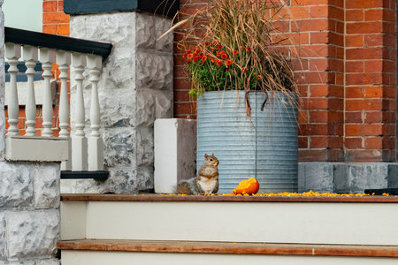 Close up shot of a squirrel ate a pumpkin at Kingston, Canada