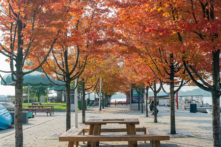 Lovely red maple leaves with some benches at Toronto, Canadaのeditorial素材