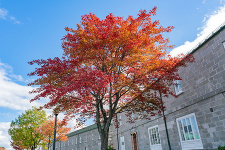 Red maple tree in the La Citadelle de Quebec at Quebec, Canadaのeditorial素材