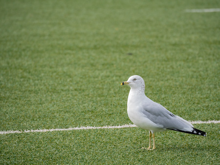 Seagull walking on the Nixon Fieldの写真素材