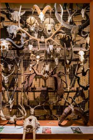 Toronto, OCT 6: Animal skull bone exhibit in the Royal Ontario Museum on OCT 6, 2018 at Toronto, Canadaのeditorial素材