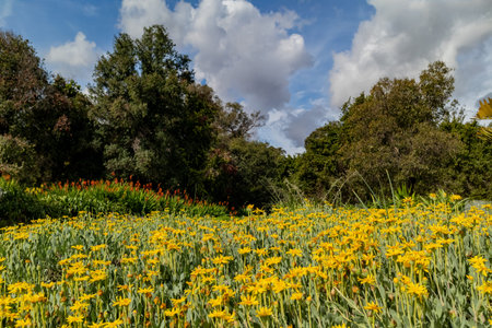 Many Pyrethrum pulchrum blossom on a sunny day at Los Angeles, California