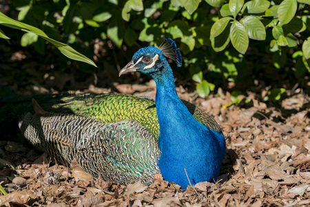 Peacock sitting in the forest at Los Angeles, Californiaの写真素材