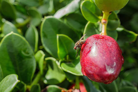 Close up shot of a fly sitting on a red fruit at Los Angeles, Californiaの写真素材