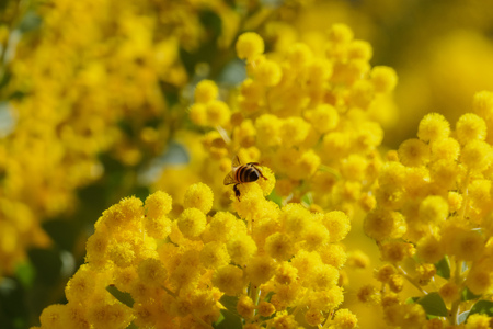 The beautiful Acacia chinchillensis (chinchilla wattle) blossom at Los Angeles, Californiaの写真素材