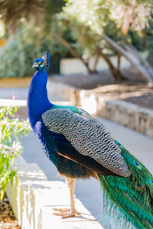 Peacock sitting in the forest at Los Angeles, California