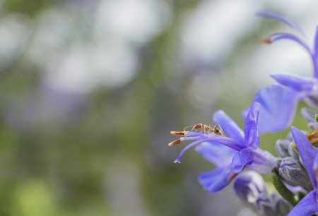 Close up shot of an ant standing on a purple flower at Los Angeles, Californiaの写真素材
