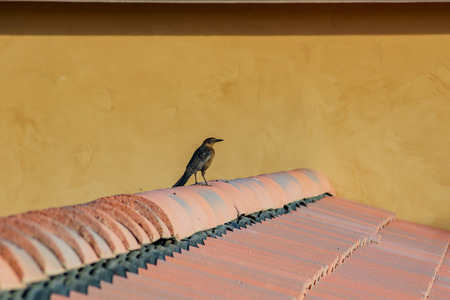 A bird (Great tailed Grackle) standing in the middle of the screen on the roof at Las Vegas, Nevadaの写真素材