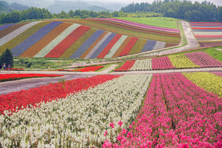 African Marigold, Salvia splendens blossom in rainbow lines in the famous and beautiful Panoramic Flower Gardens Shikisai-no-oka at Hokkaido, Japanのeditorial素材