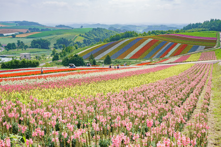 African Marigold, Salvia splendens blossom in rainbow lines in the famous and beautiful Panoramic Flower Gardens Shikisai-no-oka at Hokkaido, Japanのeditorial素材