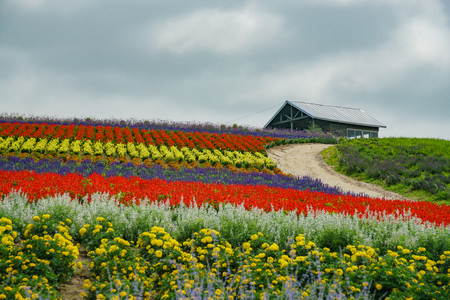 Many different color flowers blossom in a leisure farm at Hokkaido, Japanのeditorial素材