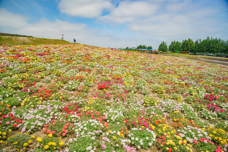 The famous and beautiful Panoramic Flower Gardens Shikisai-no-oka at Hokkaido, Japanのeditorial素材