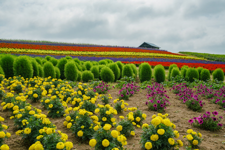Many different color flowers blossom in a leisure farm at Hokkaido, Japanの写真素材