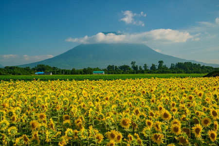 The beautiful Mount Yotei with sunflower blossom at Hokkaido, Japanの写真素材
