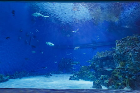 Copenhagen, NOV 20: Many fish swimming display in the famous National Aquarium Denmark of Copenhagen on NOV 20, 2015 at Copenhagen, Denmarkのeditorial素材