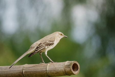 Northern Mockingbird sitting on a bamboo at Los Angeles, California
