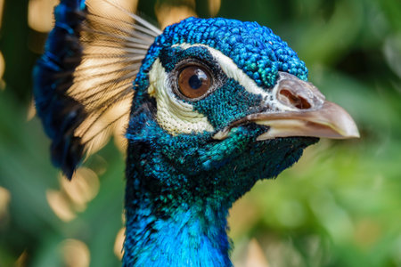Close up shot of a peacock head at Los Angeles, California