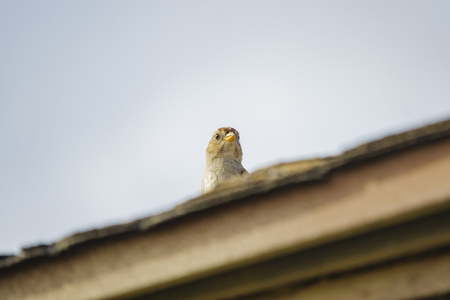 Close up shot of Field Sparrow's head at Los Angeles, Californiaの写真素材