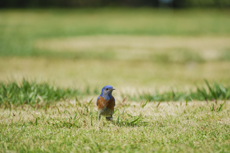Western Bluebird jumping on the floor at Los Angeles County, Californiaの写真素材
