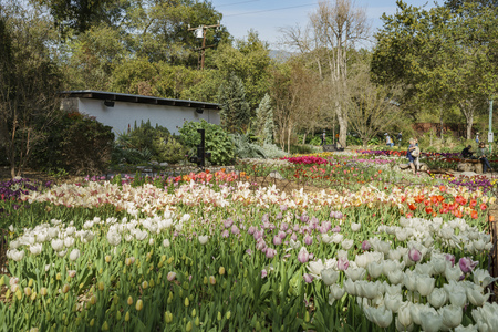 Beautiful Tulips blossom in a sunny day at Descanso Garden, Los Angeles, Californiaのeditorial素材