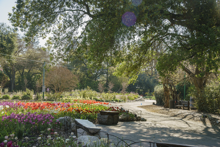 Beautiful Tulips blossom in a sunny day at Descanso Garden, Los Angeles, Californiaのeditorial素材
