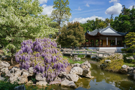 Wisteria blossom in Chinese Garden of Huntington Library at Los Angeles, Californiaのeditorial素材