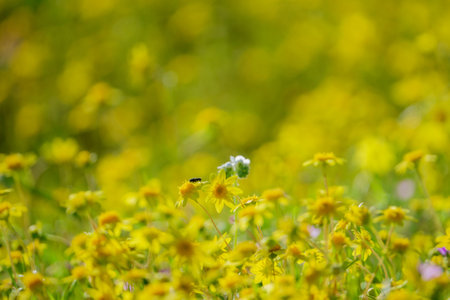Lots of wild flower blossom at Diamond Valley Lake, California