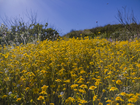 Close up shot of tidy tips wild flower blossom at Diamond Valley Lake, Californiaの写真素材