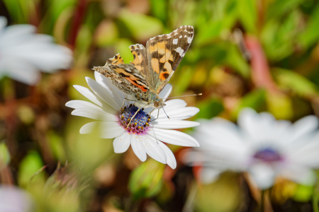 Painted lady eating in the white Osteospermum flower at Los Angeles, Californiaの写真素材