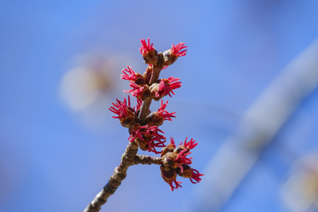 Buds of Silver Maple in Oak Glen Preserve at Yucaipa, Californiaの写真素材