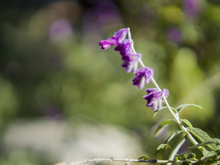 Close up shot of Salvia leucantha blossom at Los Angeles, Californiaの写真素材