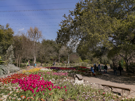 Beautiful Tulips blossom in a sunny day at Descanso Garden, Los Angeles, Californiaのeditorial素材